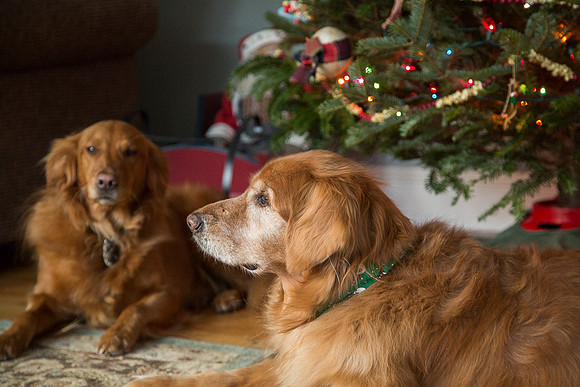 Blaze_Bella_xmas_20141204_059
