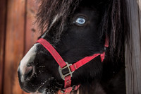 Miniature Ponies-Caribou