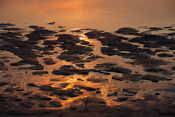 Ferry Beach 070615_20150705_105