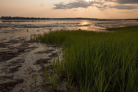 Ferry Beach 070615_20150705_046