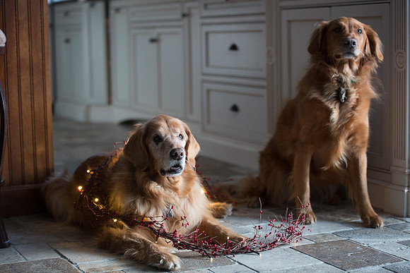 Blaze_Bella_xmas_20141204_083