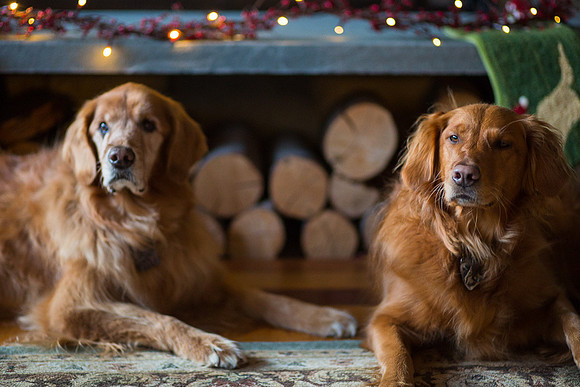 Blaze_Bella_xmas_20141204_121