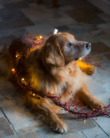 Blaze_Bella_xmas_20141204_077
