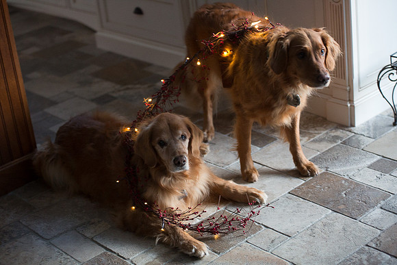 Blaze_Bella_xmas_20141204_099