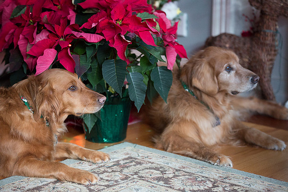 Blaze_Bella_xmas_20141204_065