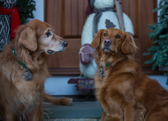 Blaze_Bella_xmas_20141204_046