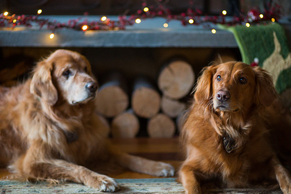 Blaze_Bella_xmas_20141204_118