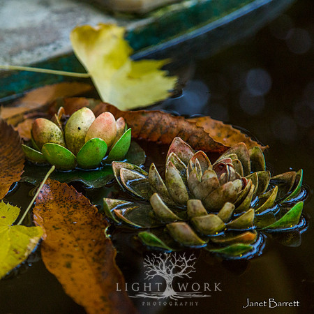 SquarePhotos-57
