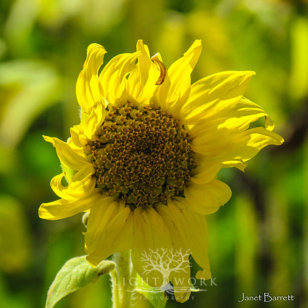 SquarePhotos-3