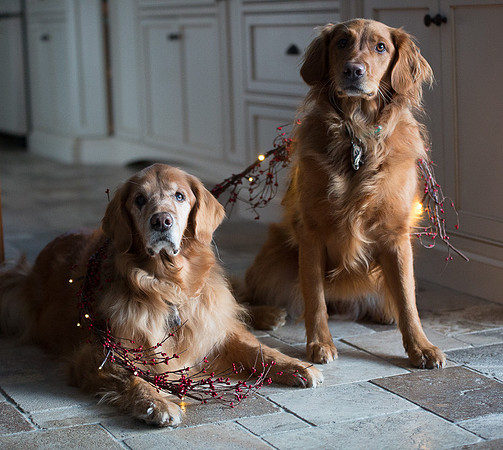 Blaze_Bella_xmas_20141204_095