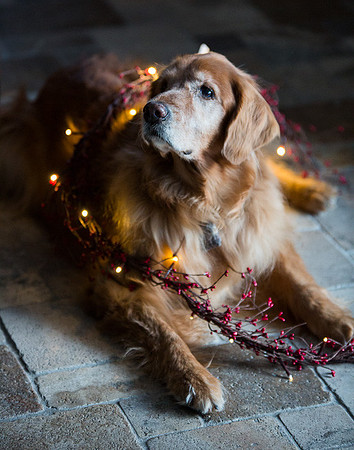 Blaze_Bella_xmas_20141204_074