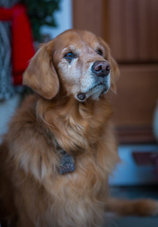 Blaze_Bella_xmas_20141204_052