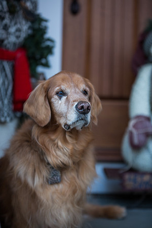 Blaze_Bella_xmas_20141204_050