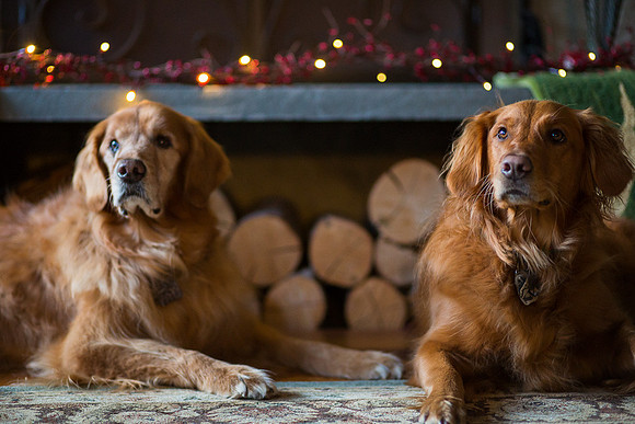 Blaze_Bella_xmas_20141204_112