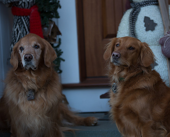 Blaze_Bella_xmas_20141204_032