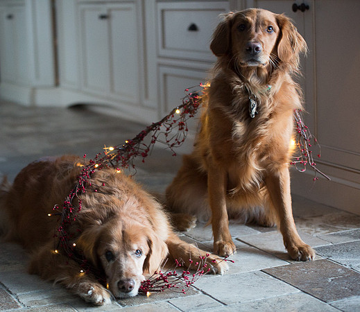 Blaze_Bella_xmas_20141204_098