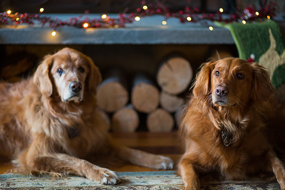 Blaze_Bella_xmas_20141204_120
