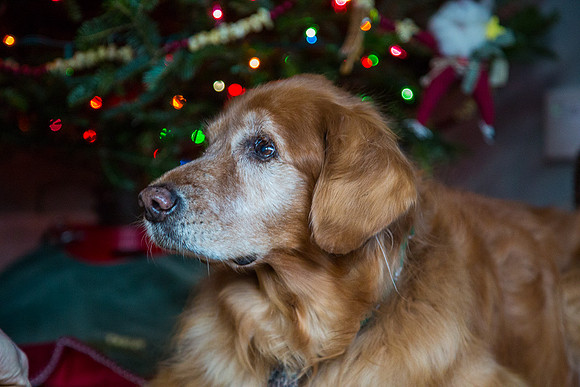 Blaze_Bella_xmas_20141204_057