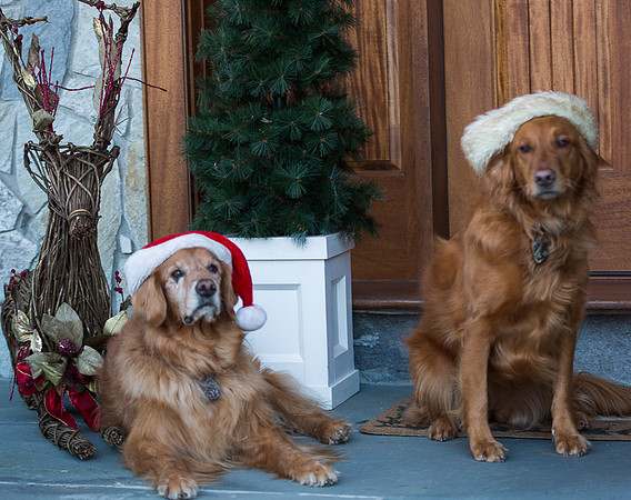 Blaze_Bella_xmas_20141204_009