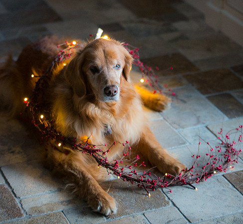 Blaze_Bella_xmas_20141204_075