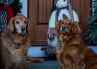 Blaze & Bella-xmas