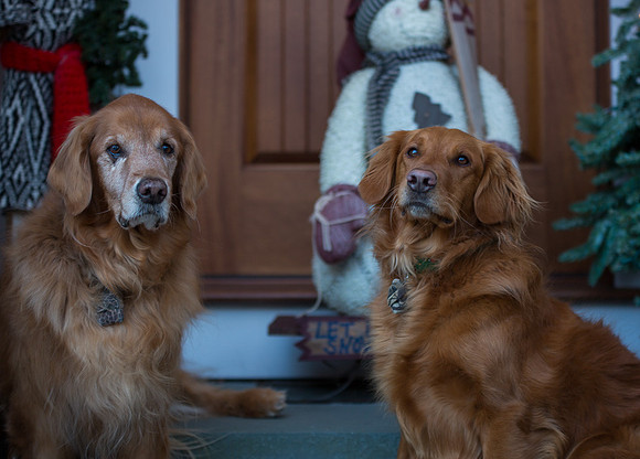 Blaze_Bella_xmas_20141204_045