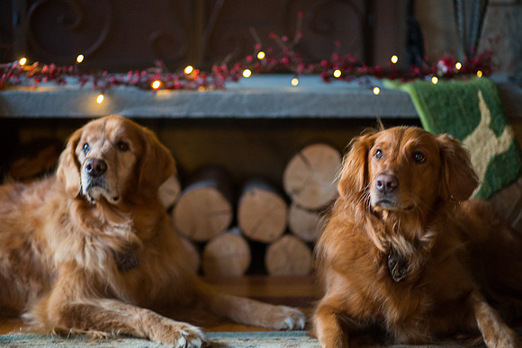 Blaze_Bella_xmas_20141204_115