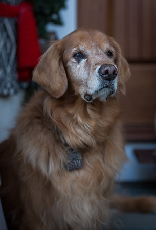 Blaze_Bella_xmas_20141204_051