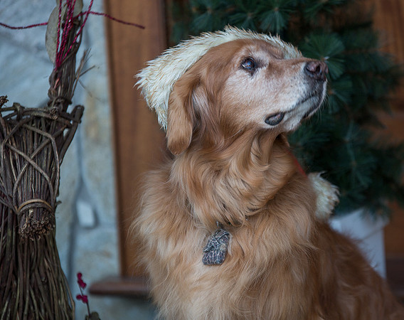 Blaze_Bella_xmas_20141204_004