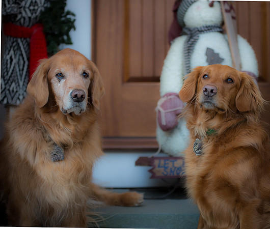 Blaze_Bella_xmas_20141204_045