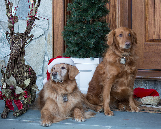 Blaze_Bella_xmas_20141204_012