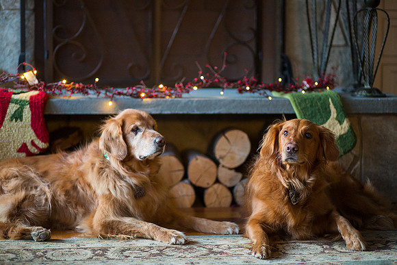 Blaze_Bella_xmas_20141204_102