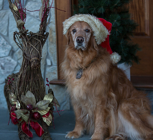Blaze_Bella_xmas_20141204_001