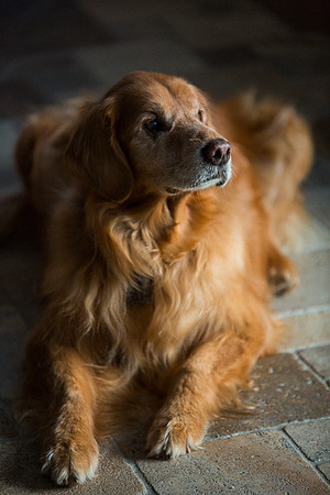 Blaze_Bella_xmas_20141204_071