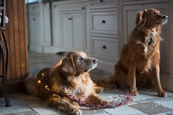 Blaze_Bella_xmas_20141204_079