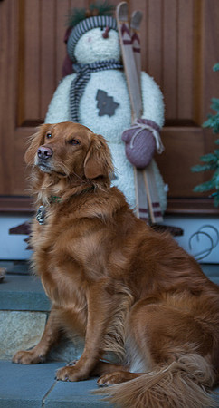 Blaze_Bella_xmas_20141204_037