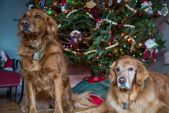 Blaze_Bella_xmas_20141204_055