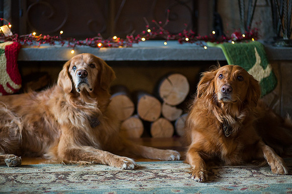 Blaze_Bella_xmas_20141204_101
