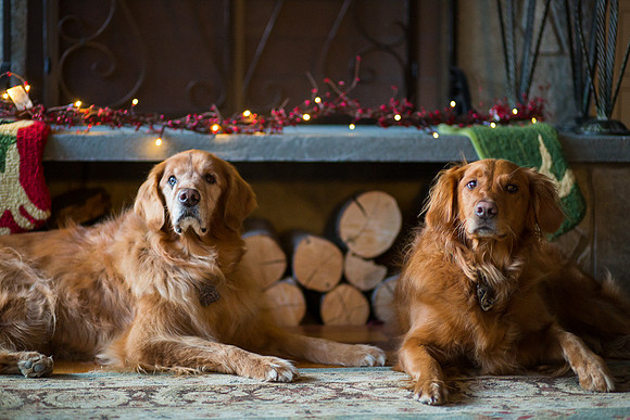 Blaze_Bella_xmas_20141204_105