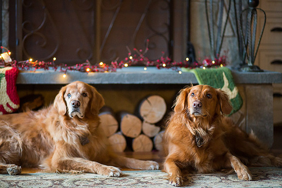 Blaze_Bella_xmas_20141204_103