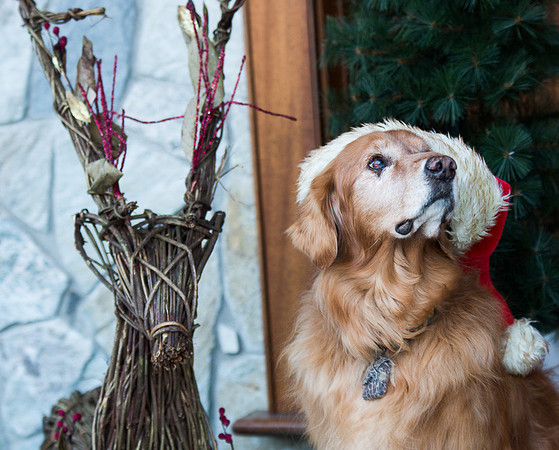 Blaze_Bella_xmas_20141204_007