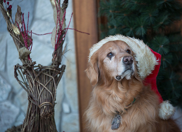 Blaze_Bella_xmas_20141204_006