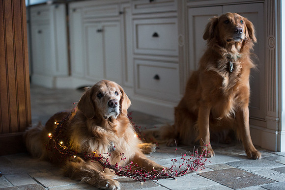 Blaze_Bella_xmas_20141204_081