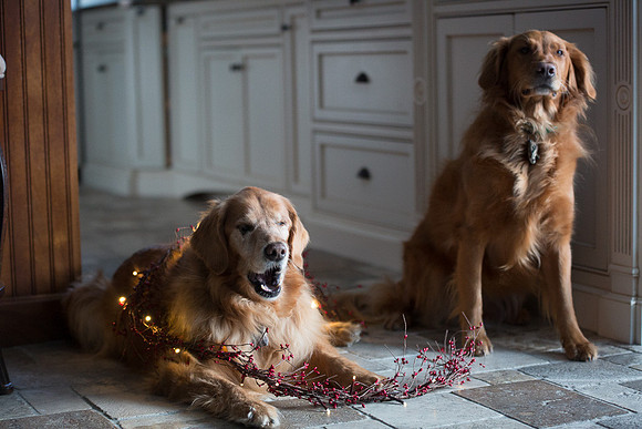 Blaze_Bella_xmas_20141204_084