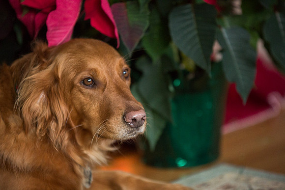 Blaze_Bella_xmas_20141204_067