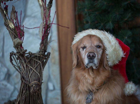 Blaze_Bella_xmas_20141204_005