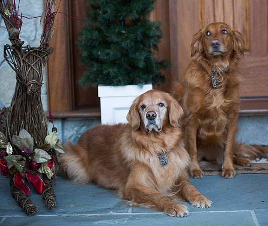 Blaze_Bella_xmas_20141204_017
