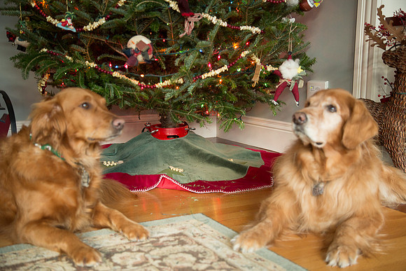 Blaze_Bella_xmas_20141204_058