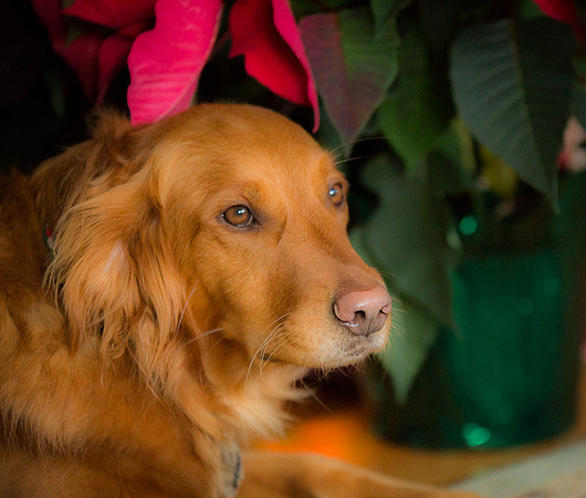 Blaze_Bella_xmas_20141204_068