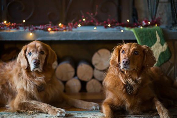 Blaze_Bella_xmas_20141204_114